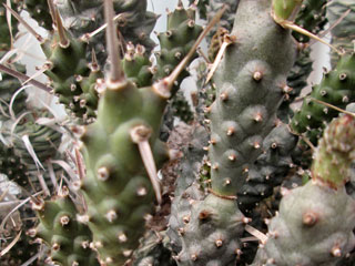 Tephrocactus articulatus var. nigrispinus   - Pot  5 cm