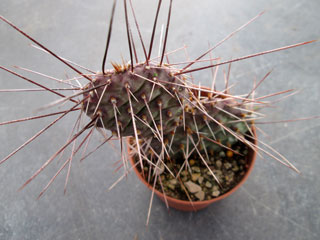 Opuntia polyacantha var. rhodantha 'Multispina'   - Pot  6 cm