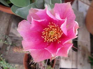 Opuntia polyacantha var. rhodantha 'Multispina'   - Pot  6 cm