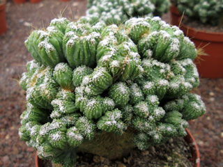 Cereus hildmannianus 'Wild Crest'   - Pot  6 cm