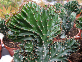 Euphorbia triangularis fma. cristata   - Pot 10 cm
