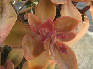 Echeveria 'Santa Barbara'   - Pot 10 cm