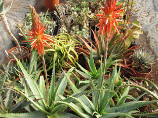Aloe arborescens x suprafoliata   - Pot 10 cm