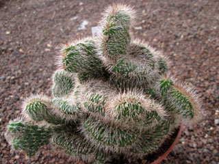 Pachycereus hollianus fma. cristata   - Pot  8 cm