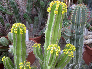 Euphorbia fruticosa   - Pot  5 cm