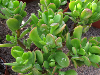 Crassula ovata 'Horrum'   - H 25-30 cm