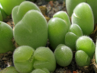 Gibbaeum pilosulum   - Pot  5 cm