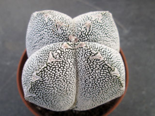 Astrophytum myriostigma  'Onzuka' fma. quadricostata   - Pot  5 cm