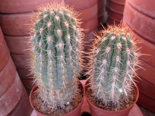 Echinopsis chiloensis ssp. litoralis (Trichocereus litoralis)   - Pot  5 cm