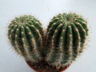 Echinopsis tarijensis (poco) X rowleyi (grandiflorus)   - Pot  6 cm