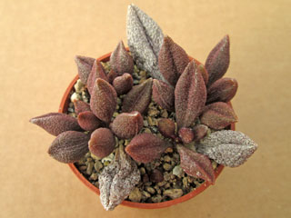 Adromischus marianiae 'Multicolor' DT 6090   - Pot  5 cm