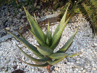 Aloe marlothii x rupestris 