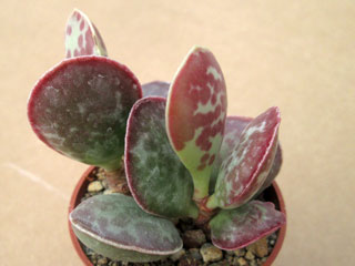 Adromischus triflorus (Skitterykloof)   - Pot  5 cm