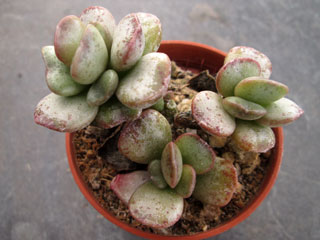 Adromischus schuldtianus 'Rubra'   - Pot  5 cm