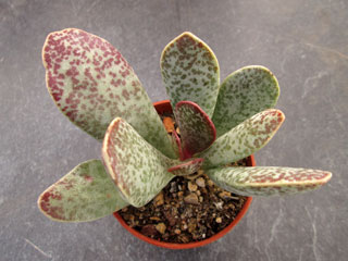 Adromischus trigynus (Griekwastad)   - Pot  5 cm