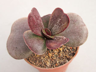 Adromischus trigynus 'Bourgogne'   - Pot  5 cm