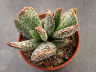 Adromischus trigynus CR 1498   - Pot  5 cm