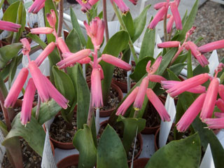 Lachenalia bulbifera   - Pot  5 cm