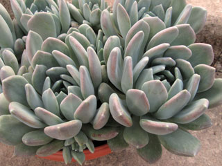 Pachyveria 'Corvus'   - Pot  6 cm