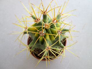 Ferocactus glaucescens x histrix 'Variegata'   - Pot  5 cm