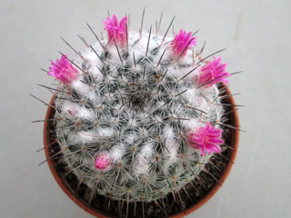 Mammillaria hahniana ssp. woodsii   - Pot  5 cm