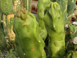 Lophocereus schottii fma. monstruosa   - Pot 14 cm