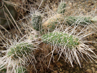 Tephrocactus weberi     - Pot  5 cm