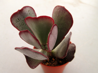 Adromischus sphenophyllus DMC 408 A   - Pot  5 cm