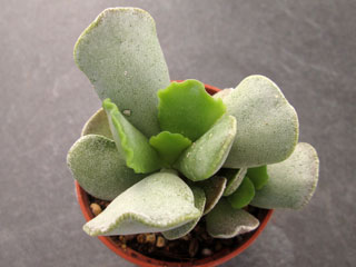 Adromischus cooperi x sphenophyllus (Valley of Desolation)   - Pot  5 cm