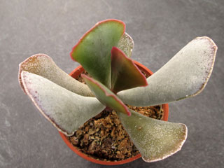 Adromischus cooperi x sphenophyllus (Derust)   - Pot  5 cm