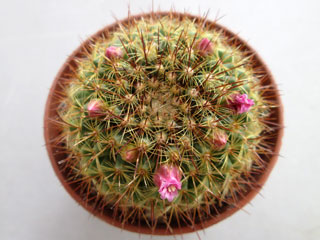 Mammillaria 'Ginsa Maru'   - Pot  6 cm