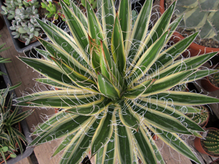 Agave filifera 'Starship'   - Pot  8 cm