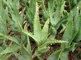 Aloe marlothii x (arborescens ou sabae ?) 