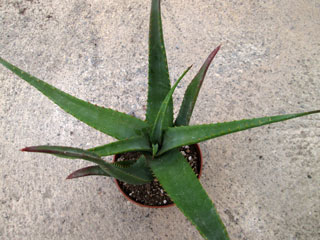 Aloe arborescens x lutescens   - Pot 12 cm