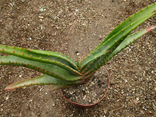 Aloe (arborescens x suprafoliata) x lutescens   - Pot 10 cm