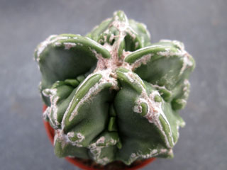 Astrophytum myriostigma  'Hakujo Fukuryu' 