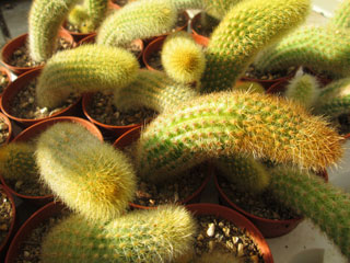 Cleistocactus icosagonus x Hildewintera colademononis   - Pot  5 cm