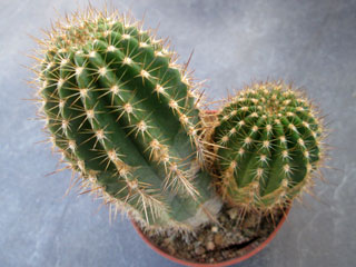 Echinopsis smrziana x rowleyi   - Pot  6 cm