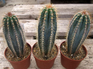 Pilosocereus odilensis (nomen nudum)   - Pot  6 cm