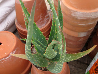 Aloe elegans x microstigma   - Pot 14 cm