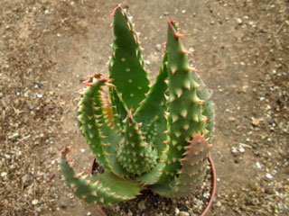 Aloe marlothii x humilis   - Pot  6 cm