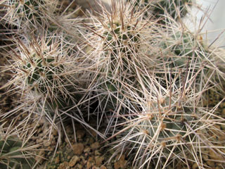 Tephrocactus alexanderi  (épines blanches)   - Pot  5 cm