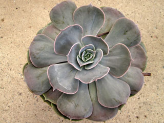 Echeveria 'Pollux'   - Pot 14 cm