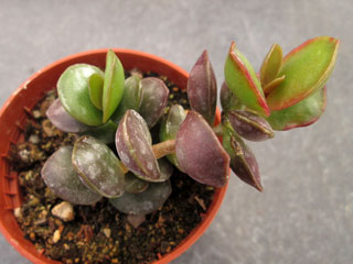 Adromischus subdistichus   - Pot  5 cm