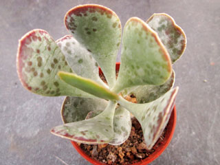 Adromischus triflorus IB 7632   - Pot  5 cm