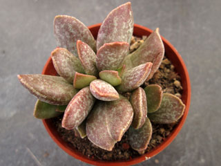 Adromischus trigynus CR 1497   - Pot  5 cm