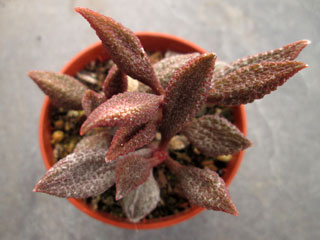 Adromischus marianiae fma. herrei (Valkraans)   - Pot  5 cm