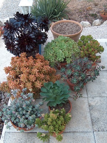 HPIM9087.JPG