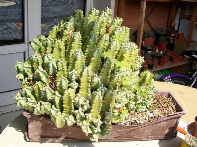 Euphorbia resinifera...JPG