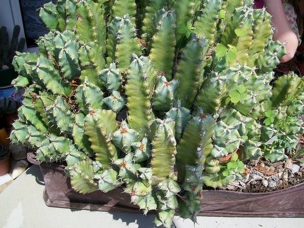 Euphorbia resinifera..JPG